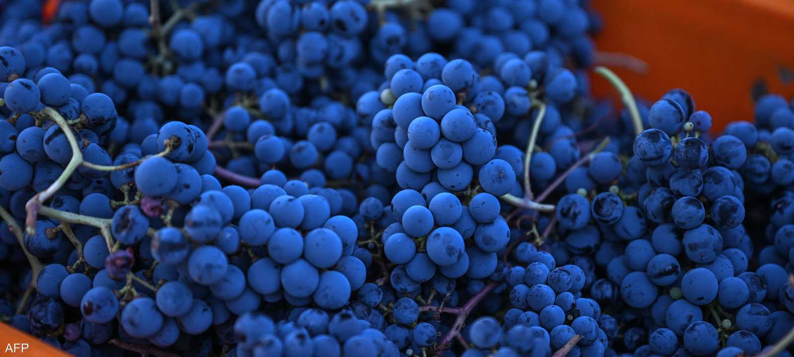 كشفت أبحاث أن العنب يستحق لقب الفاكهة الخارقة