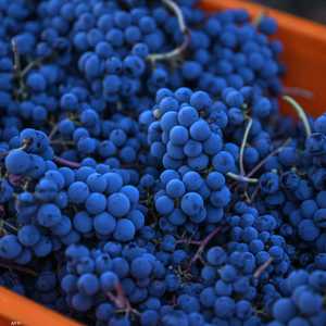 كشفت أبحاث أن العنب يستحق لقب الفاكهة الخارقة