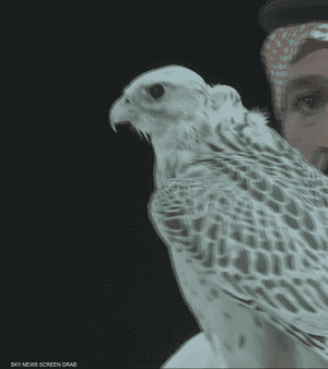 الرياض تستضيف المزاد الدولي لمزارع إنتاج الصقور
