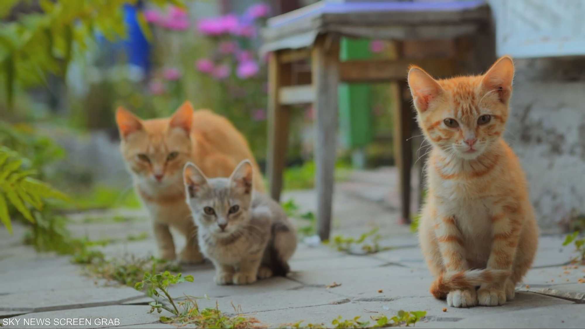 الطقس الحار يؤثر على سلوك الحيوانات