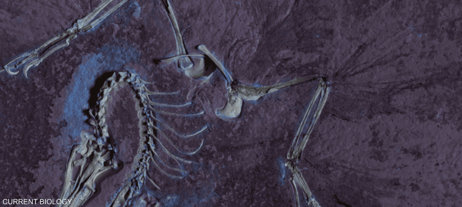 التيروصورات الطائرة نفقت بسبب كسر أجنحتها