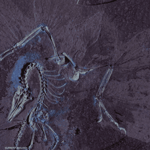 التيروصورات الطائرة نفقت بسبب كسر أجنحتها