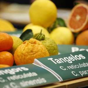 شرب القهوة مع الفواكه الحمضية يسبب انزعاجا هضميا