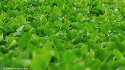 الأمن الغذائي في خطر