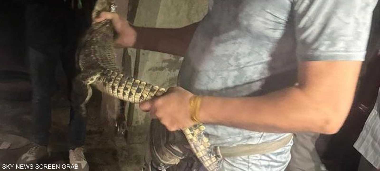 التمساح أثار الذعر بين السكان