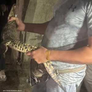 التمساح أثار الذعر بين السكان