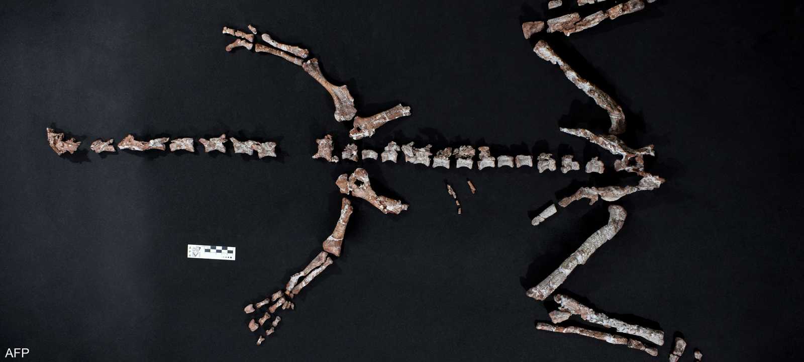 عثر العلماء على هيكل عظمي شبه كامل للديناصور