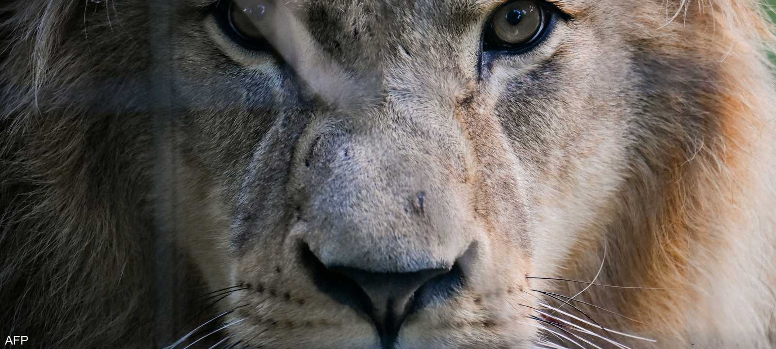 الأسود تخشى أصوات البشر