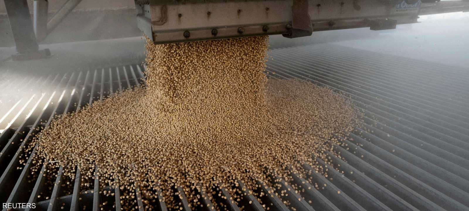 فول الصويا - حبوب