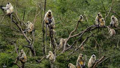 هربت قرود بعد انقلاب شاحنة في ولاية مسيسيبي_أرشيف