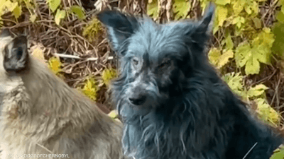 خبير أوكراني يكشف حقيقة ظهور "كلاب زرقاء" في موقع نووي