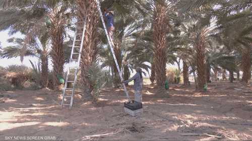 ازدهار يشهده قطاع إنتاج التمور في الأردن