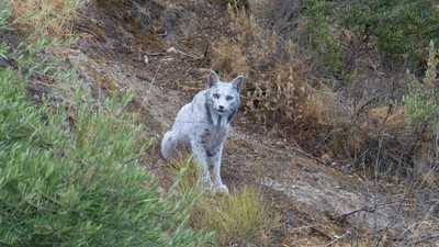 ظهور نادر لـ"الشبح الأبيض".. كيف تحول إلى اللون الفريد؟