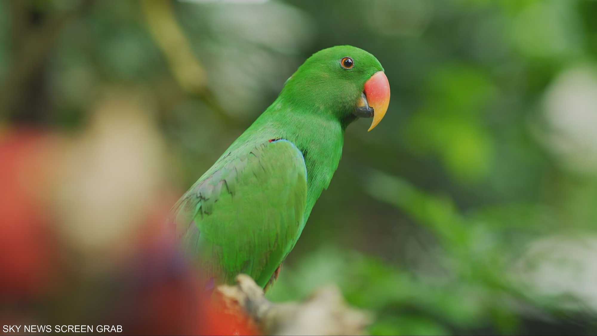 الحيوانات الأليفة تعبر عن مشاعرها بطرق صامتة