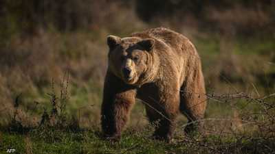 اليابان.. الفلفل الحار لصد هجمات الدببة "القاتلة"