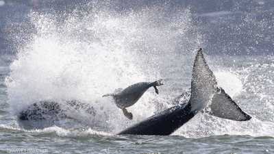 فيديو لمطاردة مثيرة.. فقمة تستعين بقارب هربا من الحيتان