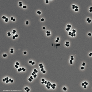 البكتيريا تتظاهر بالموت