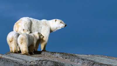 ظاهرة نادرة تلفت أنظار الباحثين بكندا.. دبة تتبنى شبلا غريبا