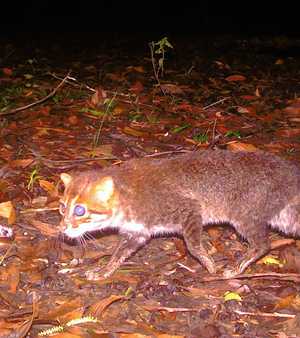 قط ذو رأس مسطّح