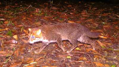 رصد نوع نادر من القطط في تايلاند للمرة الأولى منذ عقود