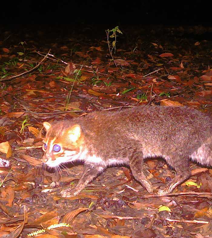 قط ذو رأس مسطّح