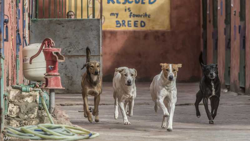 قلق في مصر من ظاهرة انتشار الكلاب الضالة بالشوارع