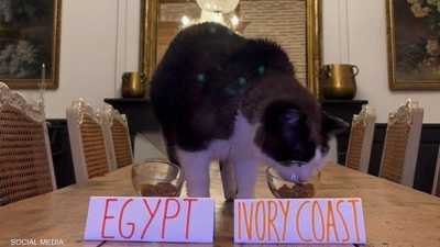 القط الشهير "نيمبوس"