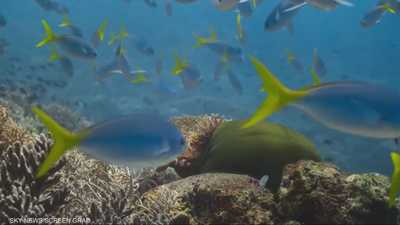 المحيط مع ديفيد أتينبورو… رحلة سينمائية إلى قلب كوكب الأرض