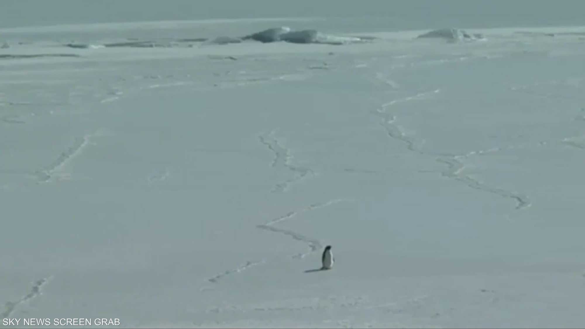 "البطريق العدمي" فيديو قديم يشعل السوشال ميديا