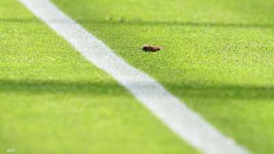 فيديو.. فأر داخل "الكامب نو" يضع برشلونة في مرمى السخرية