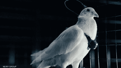 مشروع روسي لتحويل الحمام إلى طائرات مسيرة.. كيف ذلك؟