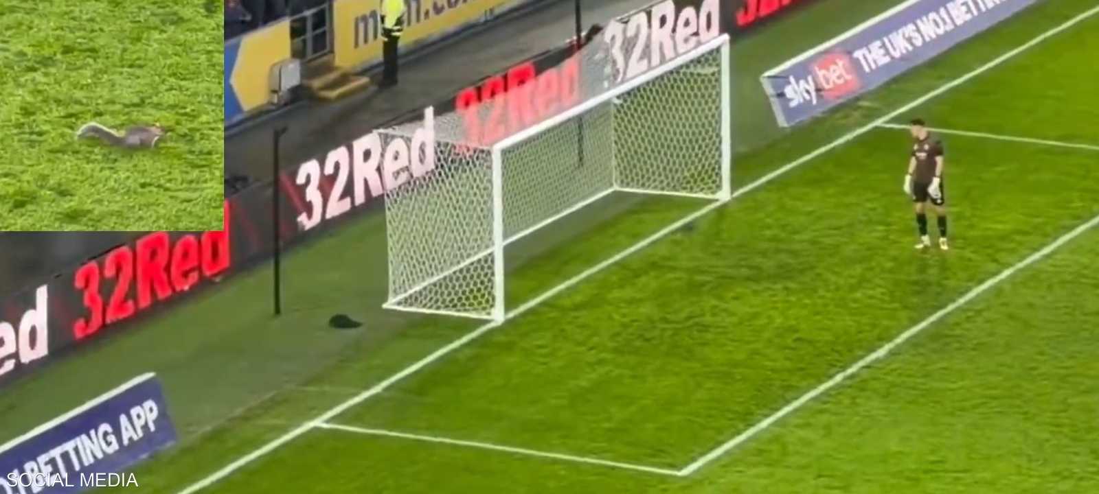 سنجاب اقتحم مباراة هال سيتي وبريستول سيتي