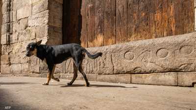 لمكافحة مرض خطير.. مصر تحصن 11 ألف كلب