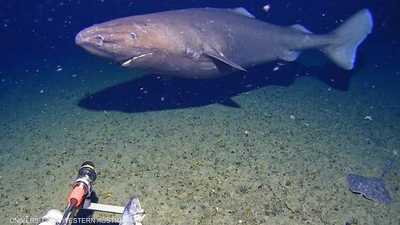 فيديو.. رصد "القرش النائم" في أحد أقسى الأماكن على وجه الأرض