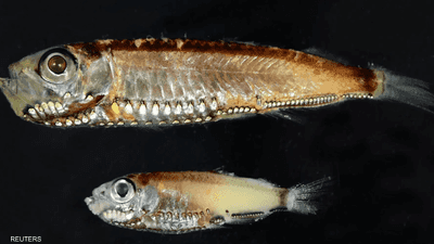 أسماك أعماق البحر تكشف نظاما بصريا يتجاوز "المألوف"