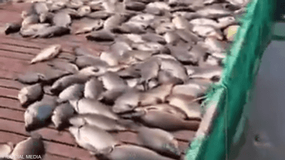 سجل نفوق أكثر من 1000 طن من الأسماك