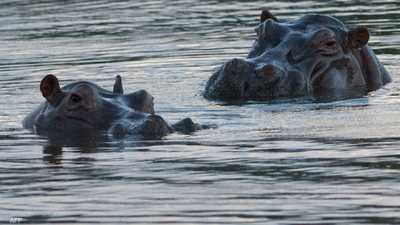 كولومبيا تقرّ خطة لإعدام أفراس نهر بابلو إسكوبار