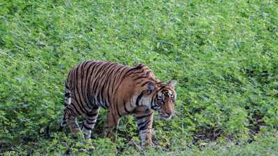 بهجوم مباغت.. نمر يقتل طفلا في الهند