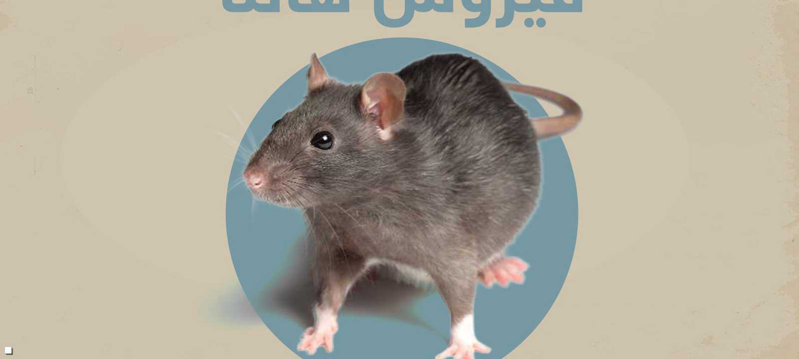 فيروس هانتا ينتقل عبر القوارض