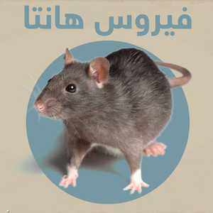 فيروس هانتا ينتقل عبر القوارض