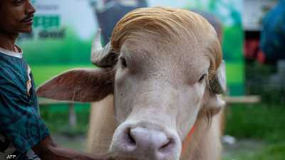"دونالد ترامب".. جاموس يتحوّل إلى نجم في بنغلاديش