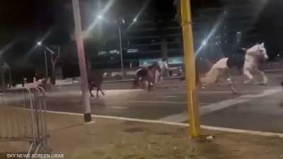 بالفيديو.. خيول مذعورة تجتاح شوارع روما