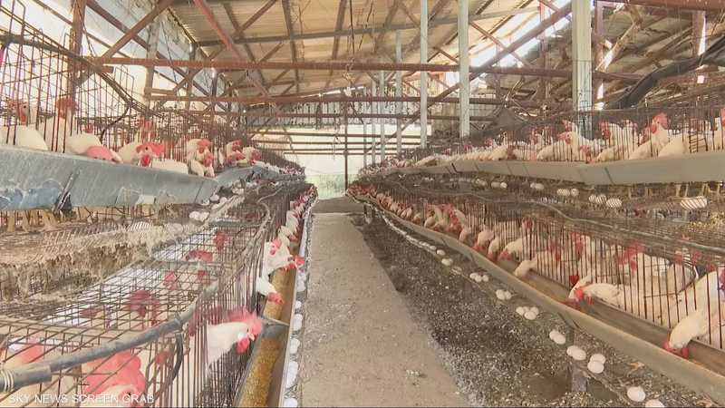 ديون وتكاليف مرتفعة تضغط على المزارعين