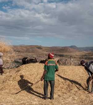 نمو ضخم في إنتاج القمح الإثيوبي مؤخرا