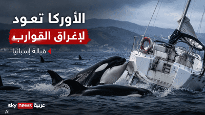 رعب في البحر.. لغز الأوركا يتجدد على سواحل إسبانيا