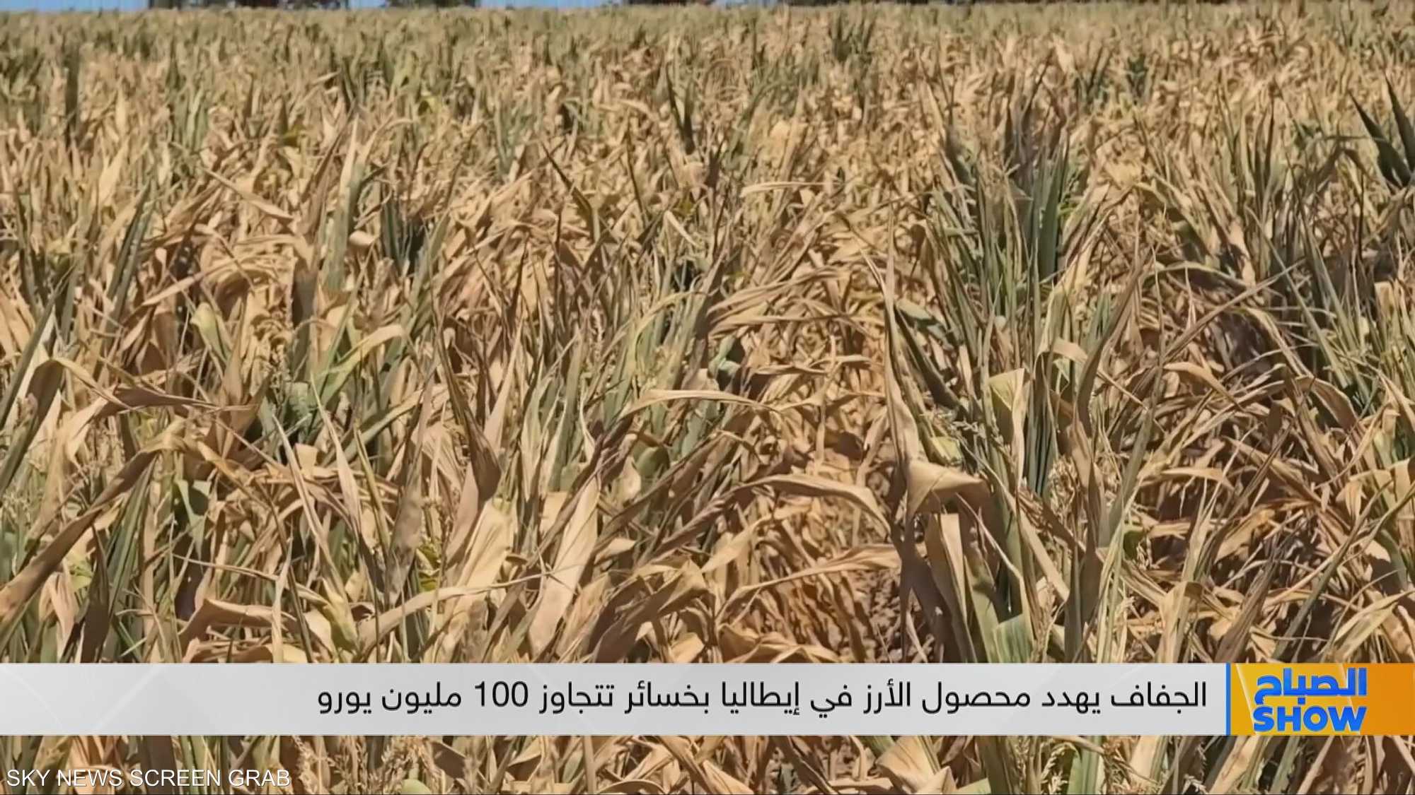 الجفاف يهدد محصول الأرز في إيطاليا