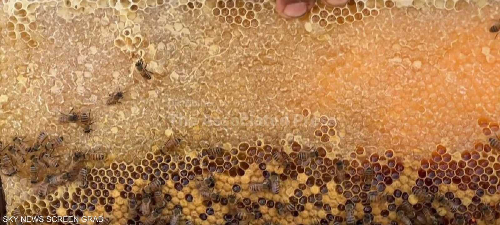 خلية نجت من الحرب تعيد الأمل إلى نحالة في غزة