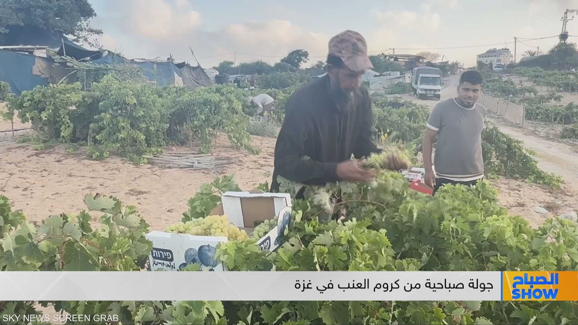 جولة صباحية من كروم العنب في غزة