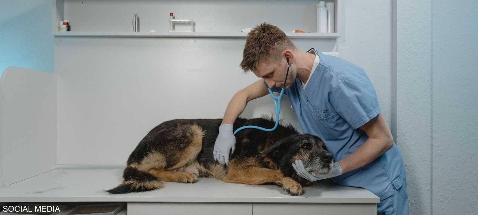 طبيب بيطري - أرشيفية