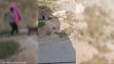 قرود هاربة تهاجم سكان سلقين في سوريا وتصيب 3 أشخاص